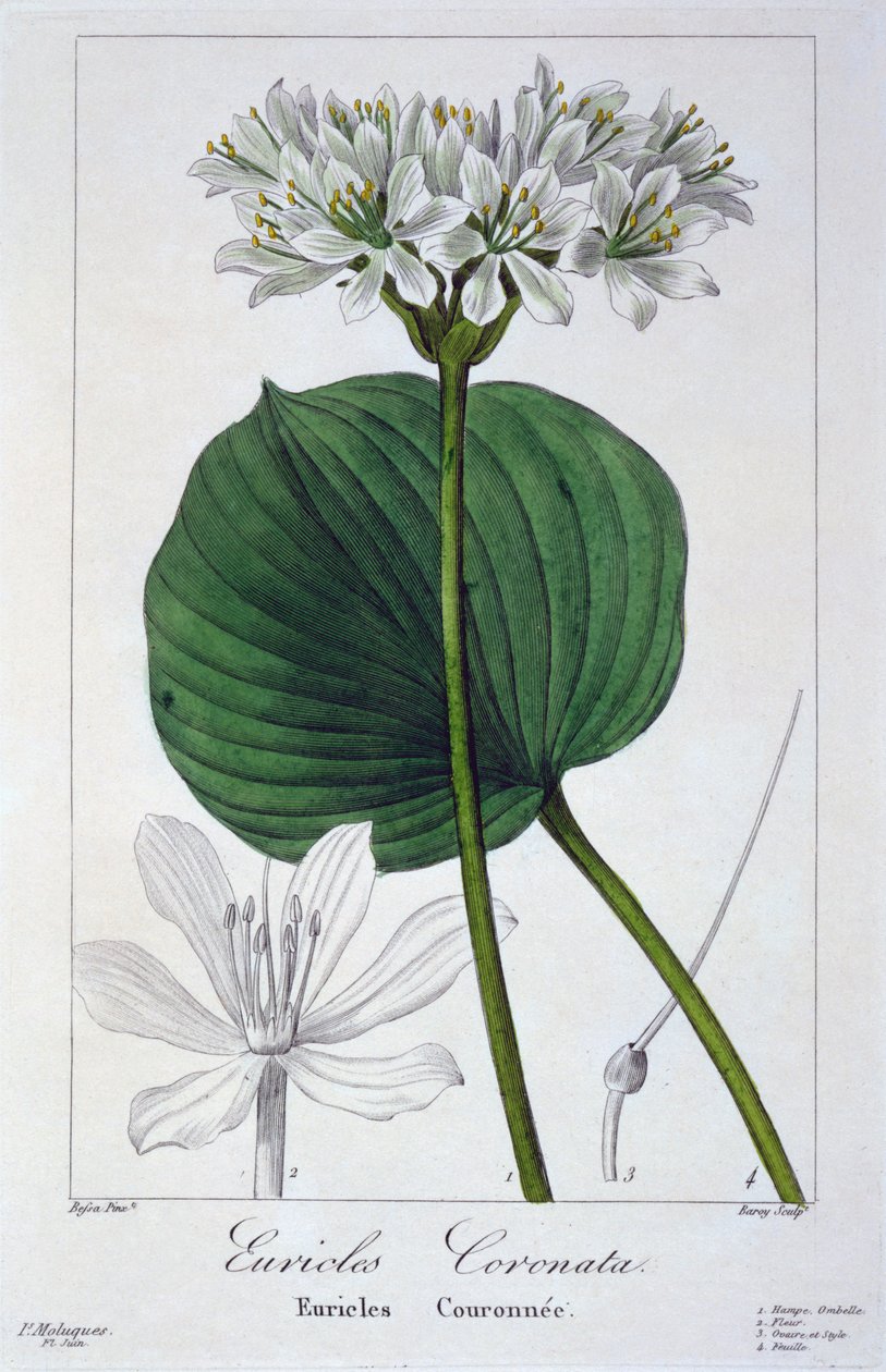 Euricles coronata, 1836 de Pancrace Bessa