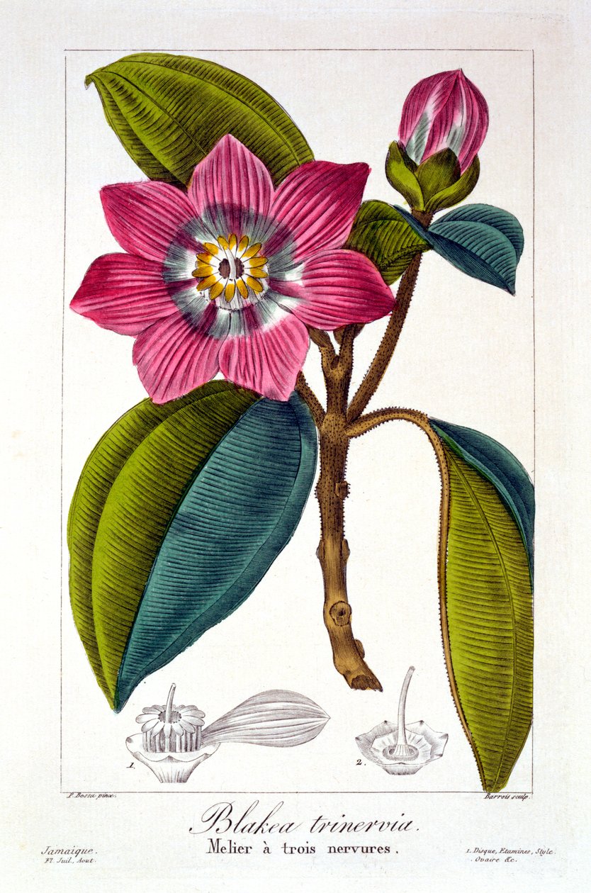 Melier, 1836 de Pancrace Bessa