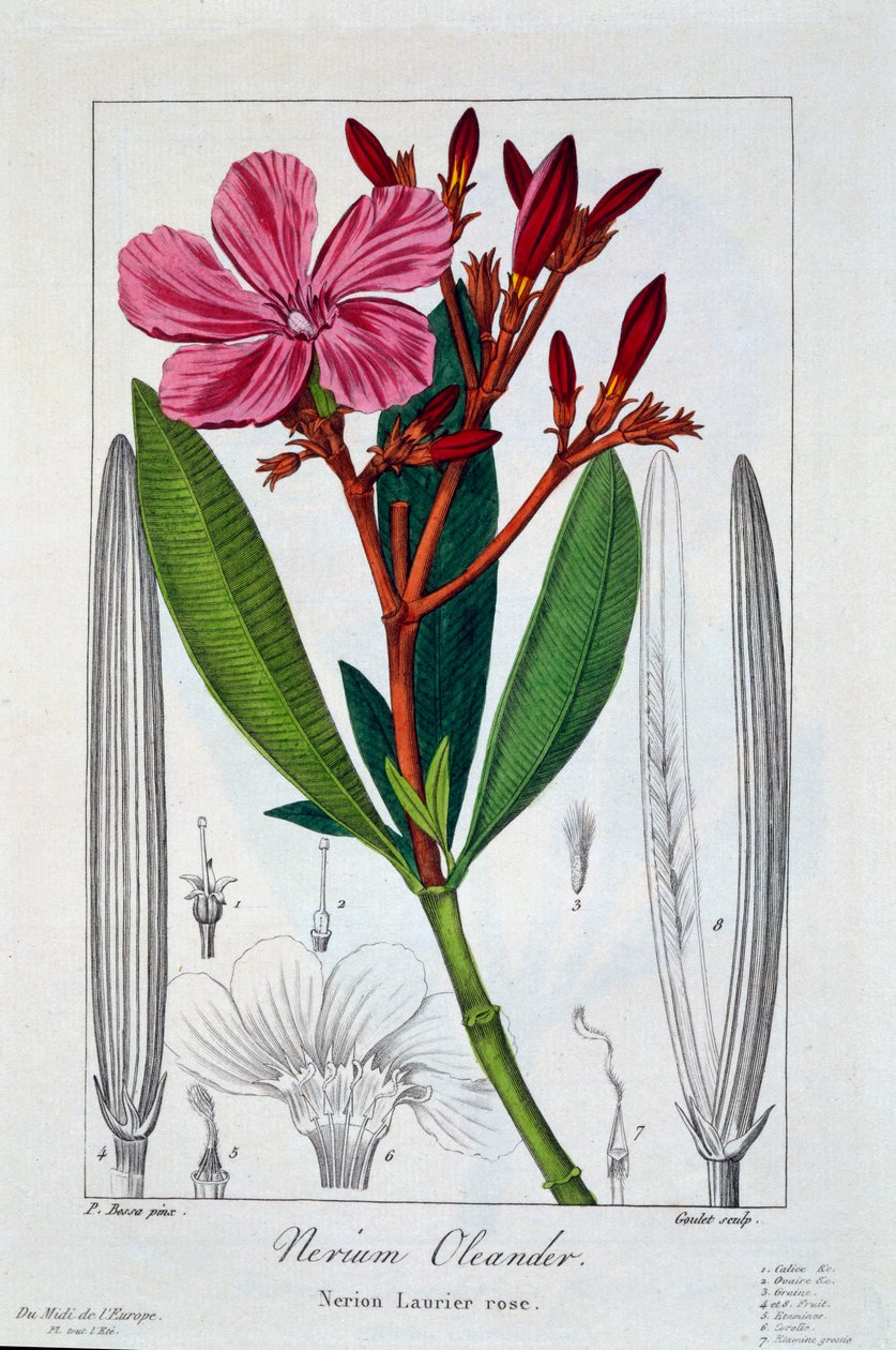 Nerium oleander, 1836 de Pancrace Bessa