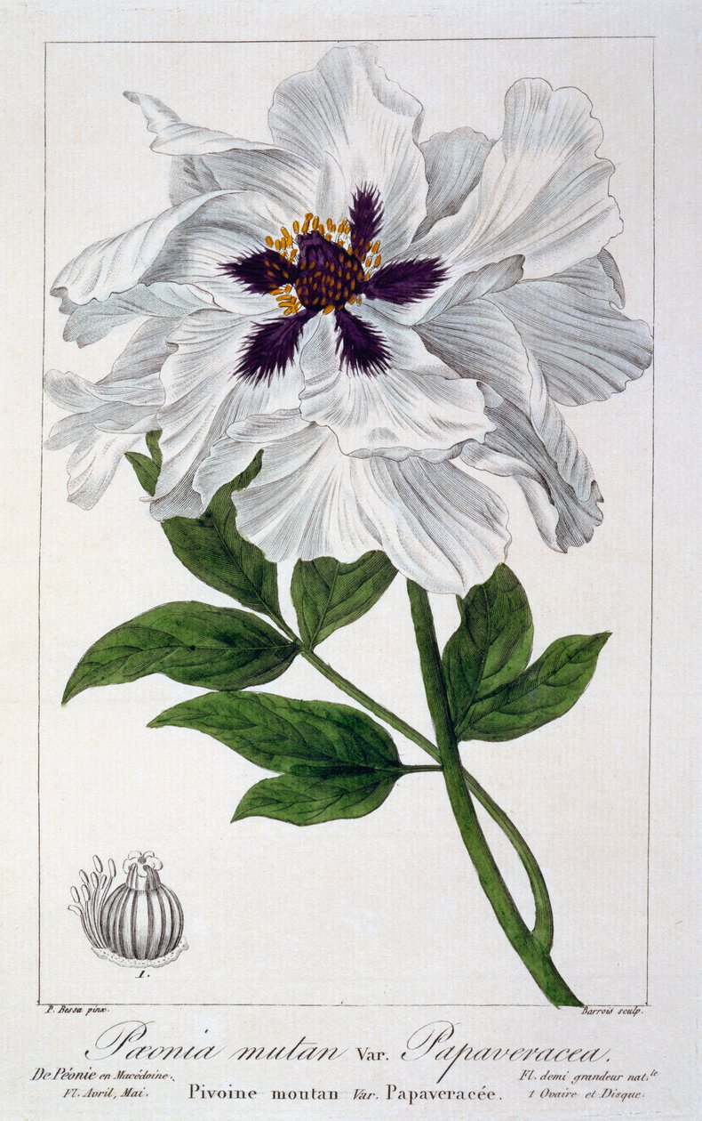 Paeonia suffruticosa, 1836 de Pancrace Bessa
