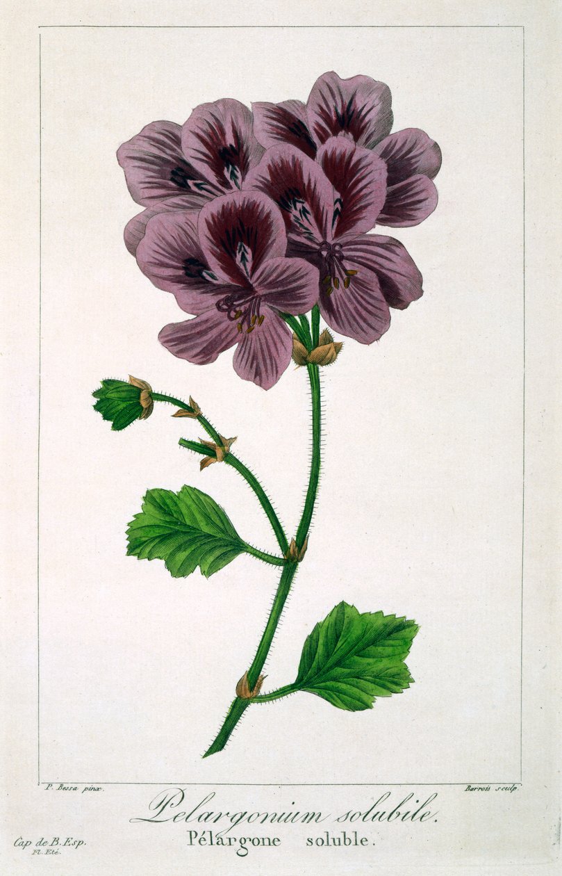 Pelargonio, 1836 de Pancrace Bessa