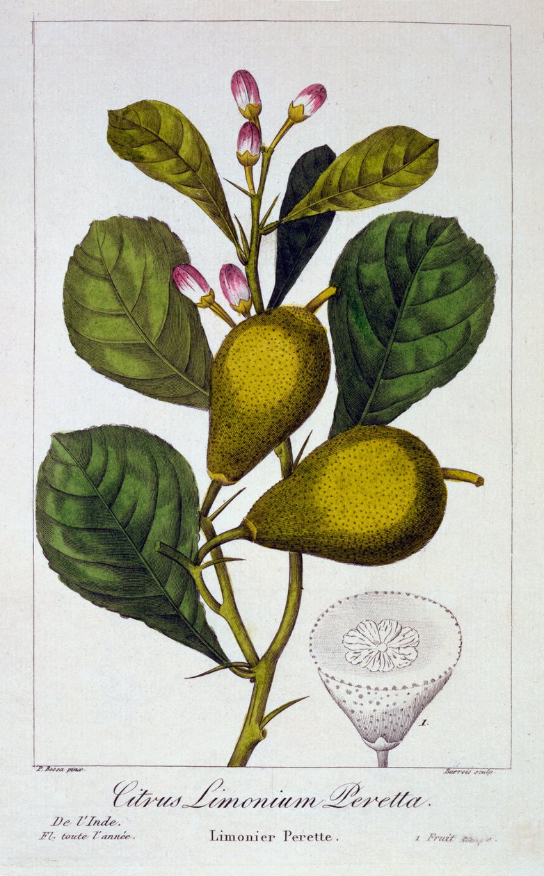 Limón Peretta, 1836 de Pancrace Bessa