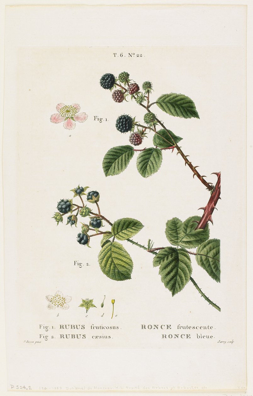 Ronce frutescente. Ronce bleue de Pancrace Bessa