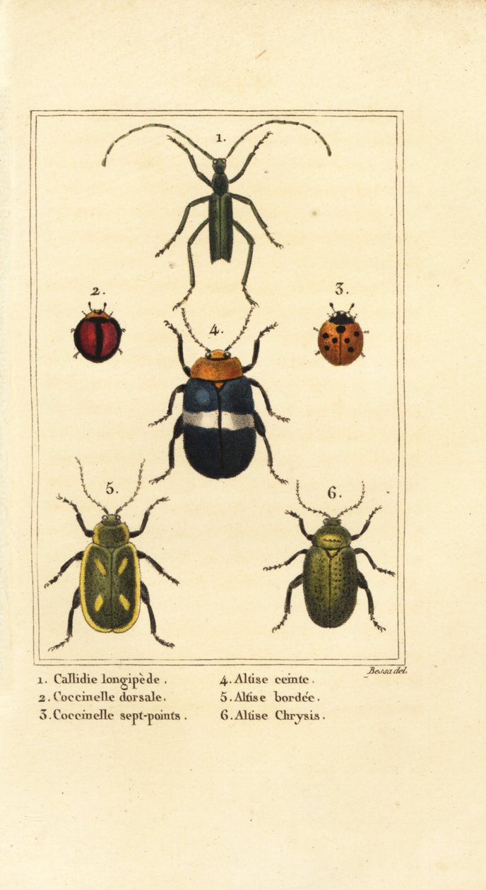 Callidium longipes 1, mariquitas, Jauravia dorsalis 2, Coccinella septempunctata 3, escarabajos pulga, Altica cincta 4, Altica emarginata 5, y Altica chrysis 6 de Pancrace (after) Bessa