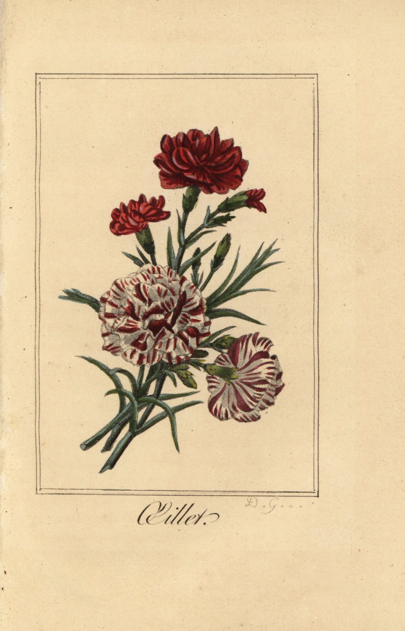 Clavel, Dianthus caryophyllus de Pancrace (after) Bessa