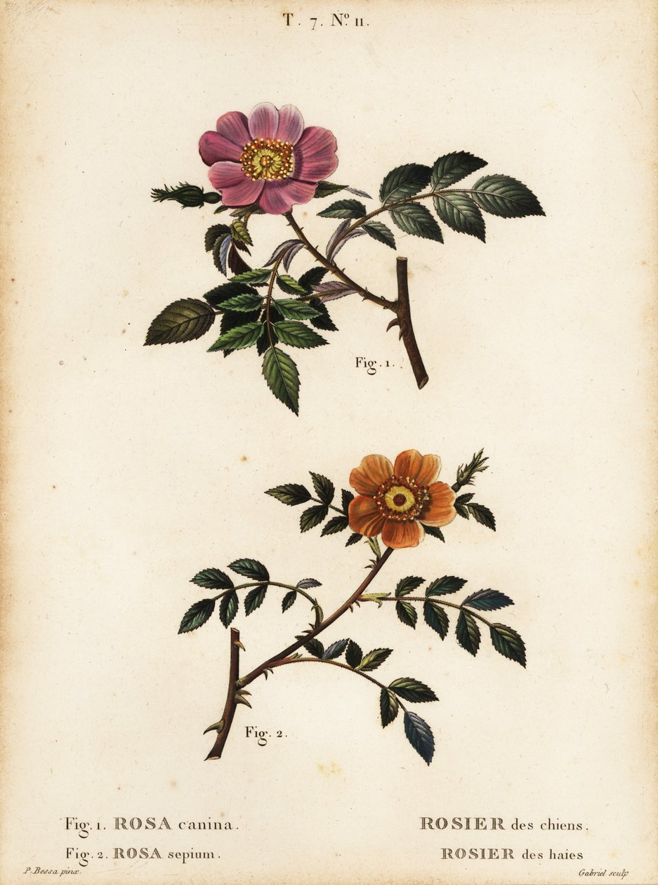 Rosa canina, Rosier des chiens 1, y rosa de hojas pequeñas, Rosa sepium, Rosa agrestis, Rosier des haies 2 de Pancrace (after) Bessa