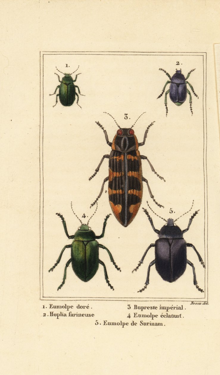 Escarabajo de dogbane, Chrysochus auratus 1, Hoplia argentea 2, escarabajo joya de banksia, Cyrioides imperialis 3, Eumolpus fulgidus 4, y Eumolpus surinamensis 5 de Pancrace (after) Bessa