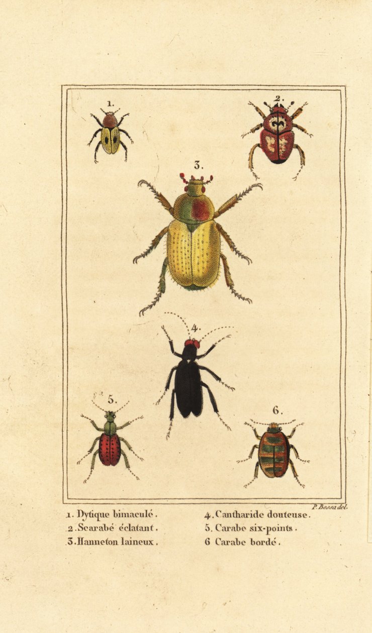 Dytiscus bimaculatus 1, escarabajo 2, escarabajo de mayo, Melolontha melolontha 3, escarabajo Cantharis 4, Carabus sexpunciatus 5 y Omophron limbatum 6 de Pancrace (after) Bessa
