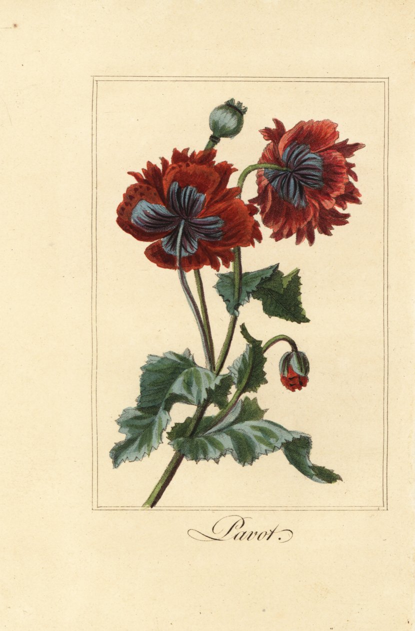 Variedad híbrida de amapola, pavot, Papaver rhoeas de Pancrace (after) Bessa