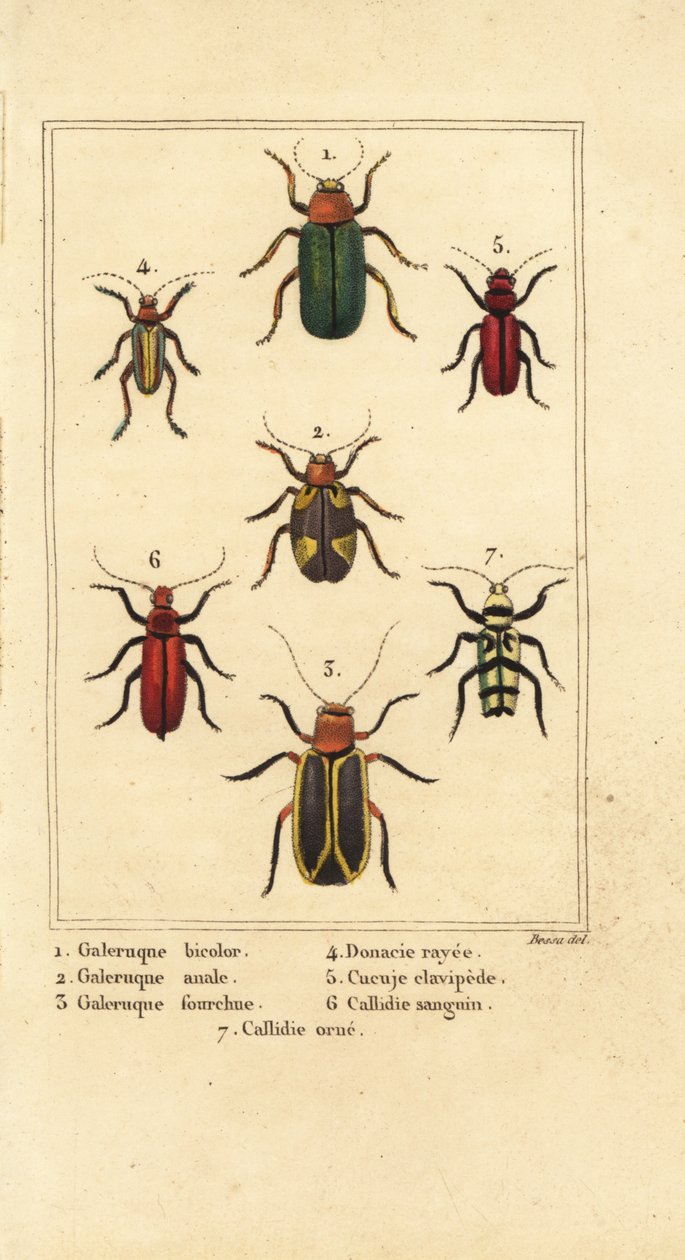 Escarabajos de hoja, especies de Galeruca 1, Aulacophora analis 2, Cyclotrypema furcata 3, Donacia vittata 4, escarabajo de corteza plana, Cucujus clavipes 5, Pyrrhidium sanguineum 6 y Chlorophorus varius 7 de Pancrace (after) Bessa