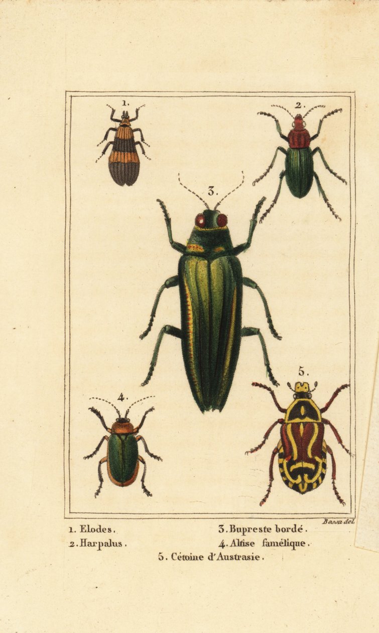 Escarabajo de pantano, Elodes 1, escarabajo Harpalus 2, escarabajo joya, Buprestis 3, escarabajo pulga, Altica famelica 4, y escarabajo de rosa, especies de Cetonia 5 de Pancrace (after) Bessa