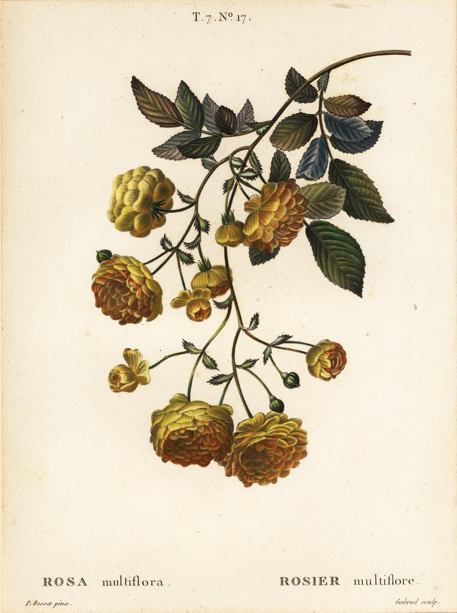 Rosa multiflora o rosa japonesa, Rosa multiflora, Rosier multifore de Pancrace (after) Bessa