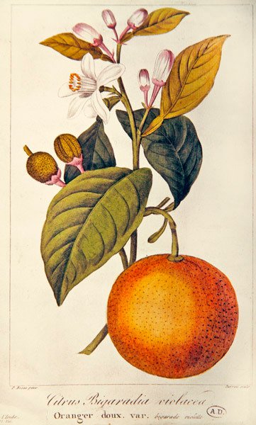 Naranja, grabado por Barois, c.1820 de Pancrace (after) Bessa