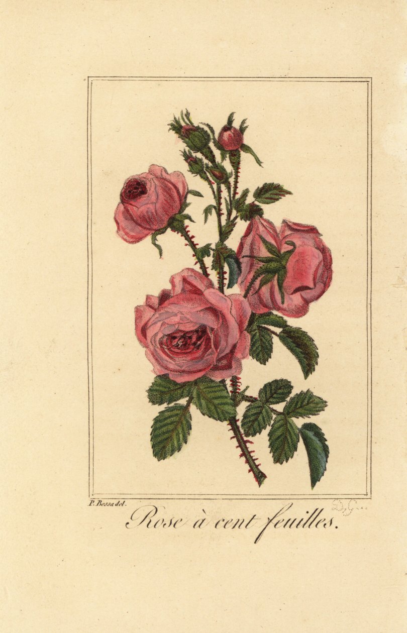 Rosa de Provenza o rosa de repollo, Rosa centifolia de Pancrace (after) Bessa