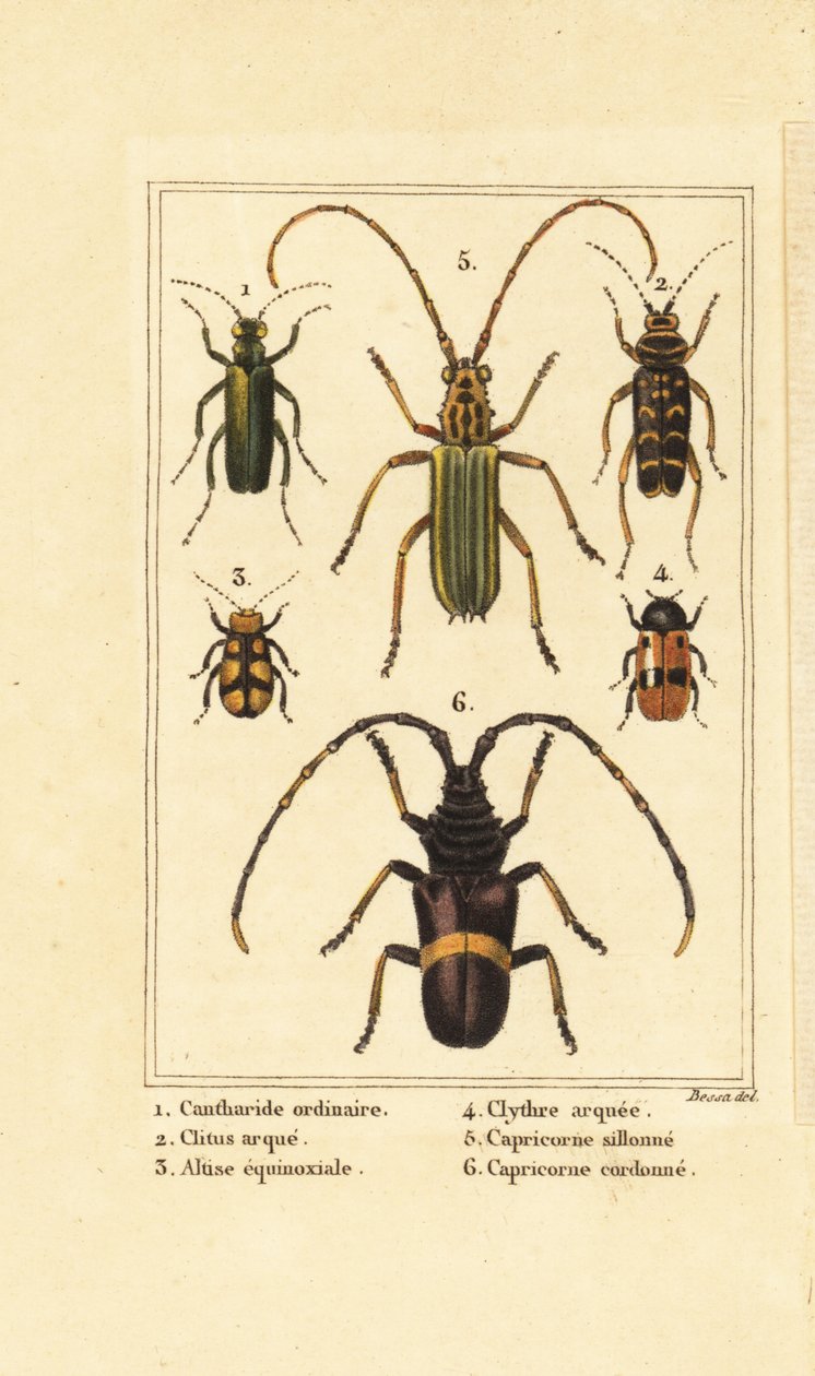 Escarabajo de la mosca española, Lytta vesicatoria 1, escarabajo avispa, Clytus arietis 2, Altica equinoctialis 3, Clytra quadripunctata 4, escarabajos de cuernos largos, Chlorida festiva 5 y Trachyderes succinctus 6 de Pancrace (after) Bessa