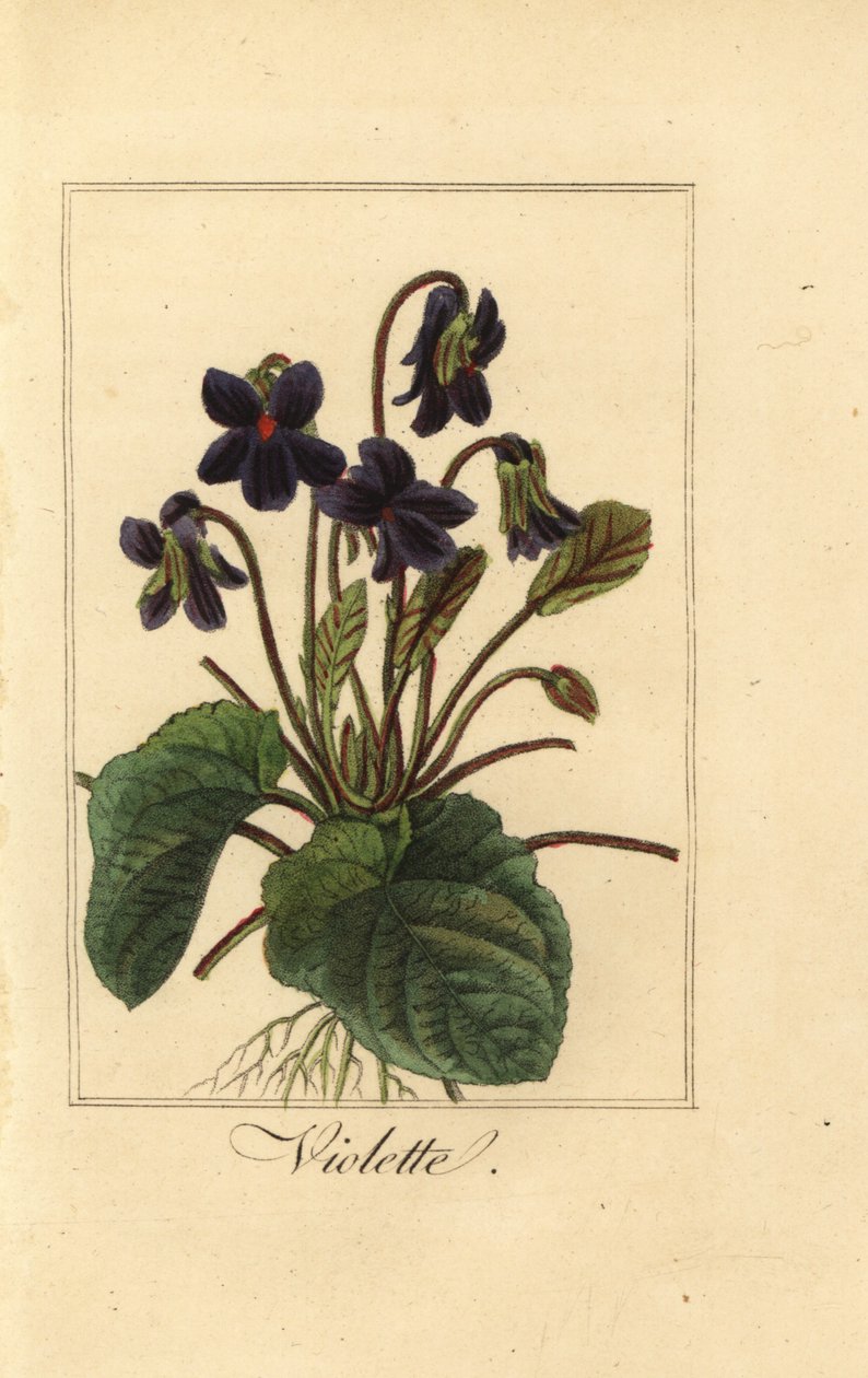 Violeta dulce, Violette, Viola odorata de Pancrace (after) Bessa
