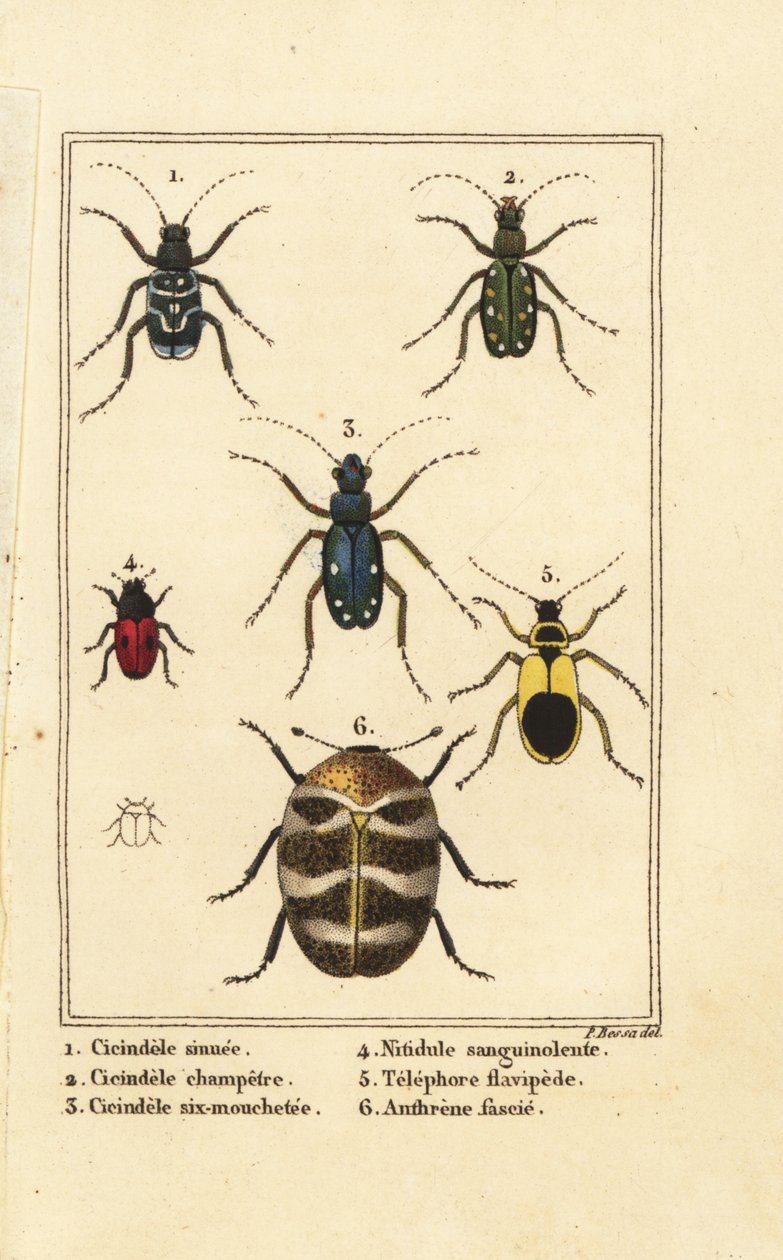 Escarabajos tigre, Cicindela sinuata 1, Cicindela campestris 2, Cicindela sexguttata 3, Nitidula sanguinolenta 4, escarabajo de alfombra variado, Telephore flavipede 5, Anthrenus verbasci 6 de Pancrace (after) Bessa