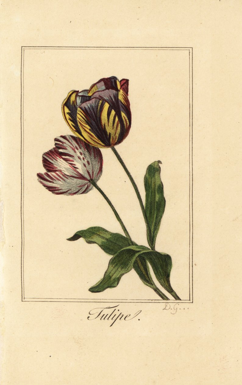 Variedades de tulipán, tulipe, Tulipa gesneriana de Pancrace (after) Bessa