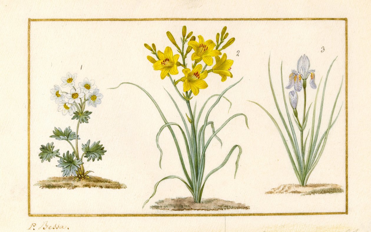 Anémona, Hemerocale e Iris (detalle) de Pancrace Bessa