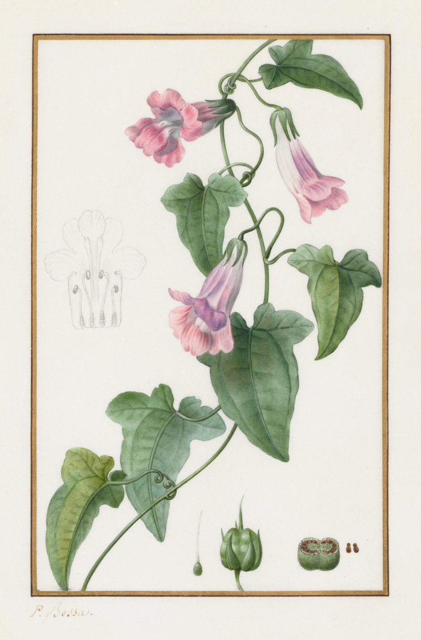 Botánica: Maurandia semperflorens, 1836 de Pancrace Bessa