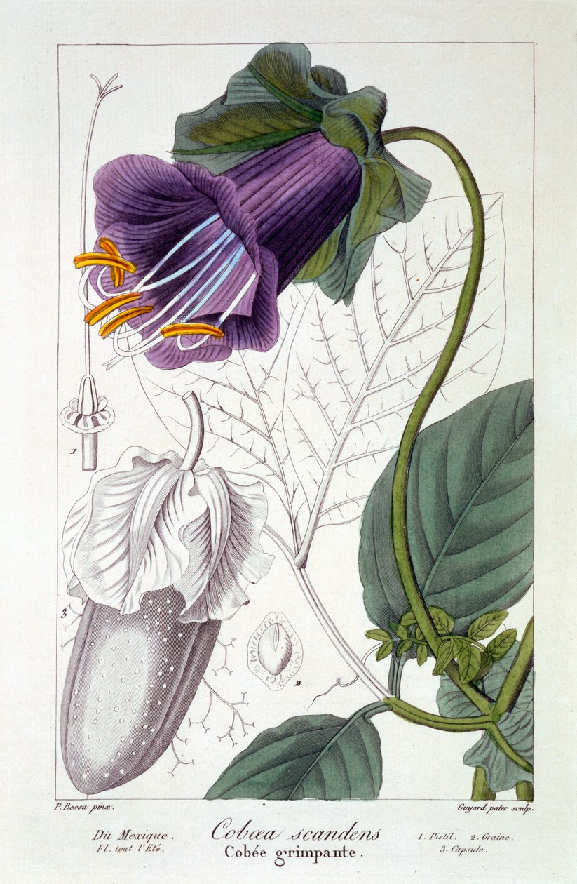 Cobaea scandens, 1836 de Pancrace Bessa