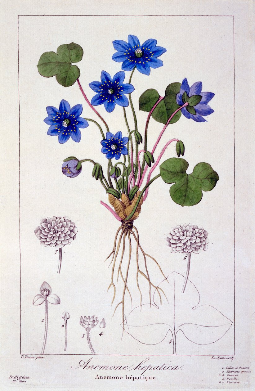 Hepatica nobilis, 1836 de Pancrace Bessa