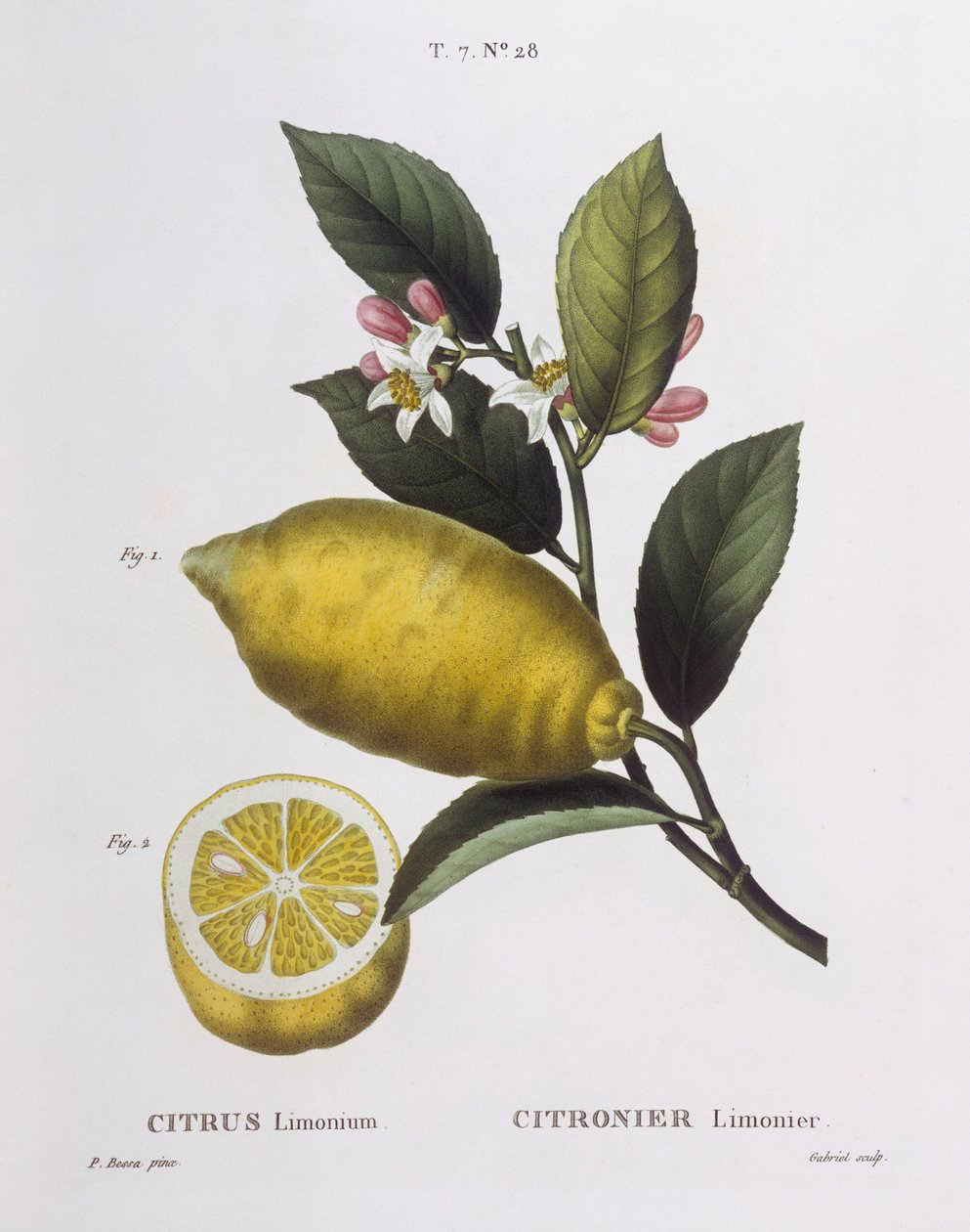 Limón (Citrus limonium), Henry Louis Duhamel du Monceau, lámina botánica por Pancrace Bessa de Pancrace Bessa