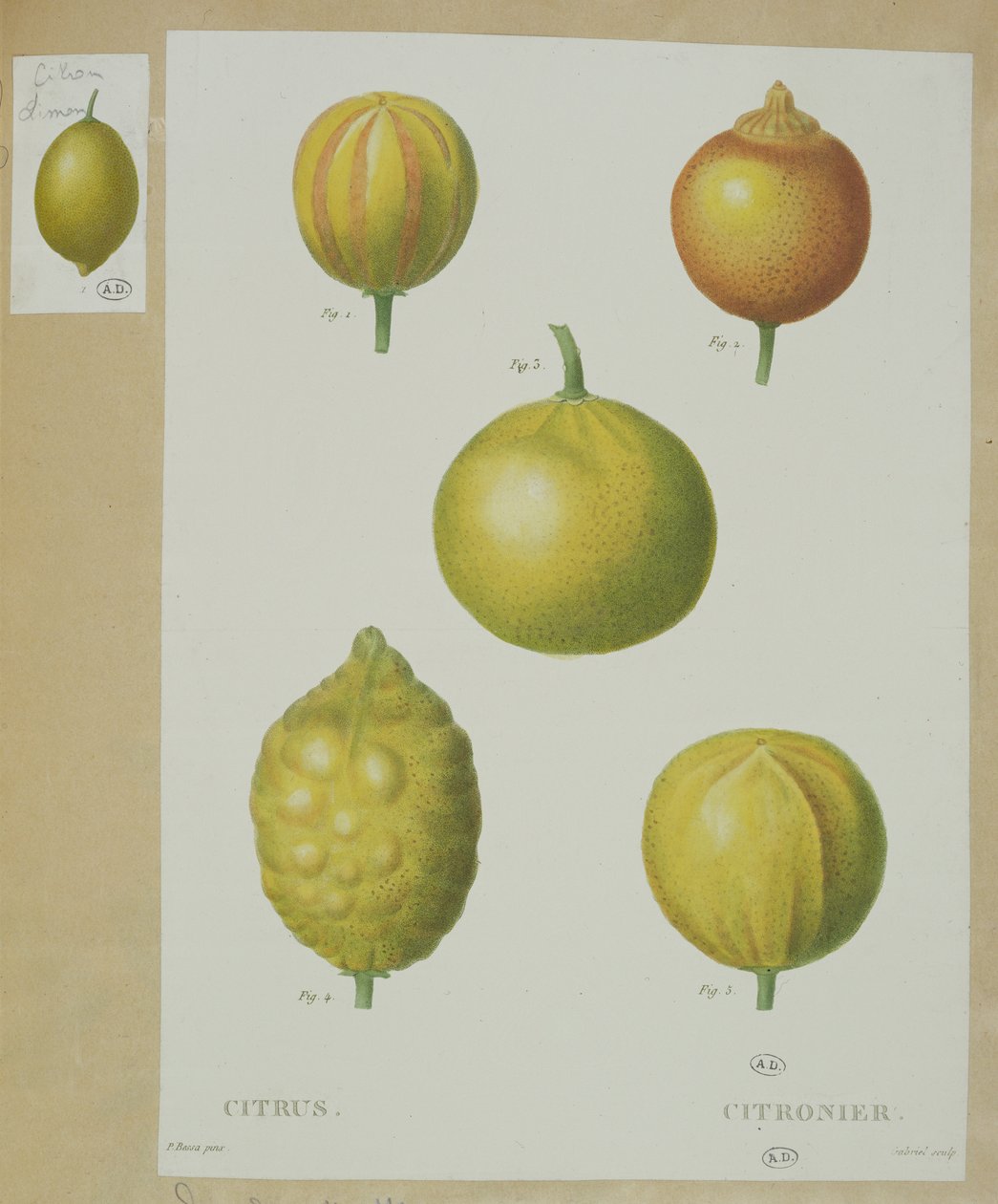 Limones, grabado por Gabriel de Pancrace Bessa