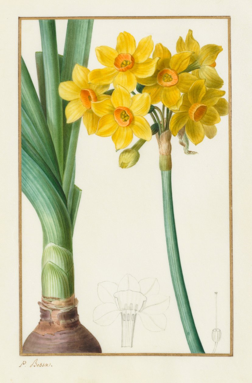 Polyanthus o Narciso en racimo Botánico: Narcissus tazetta de Pancrace Bessa