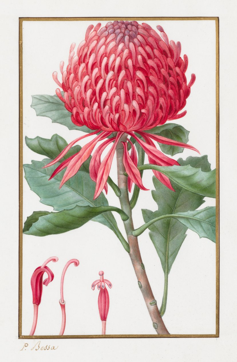 Sin título, 1828-1835 de Pancrace Bessa