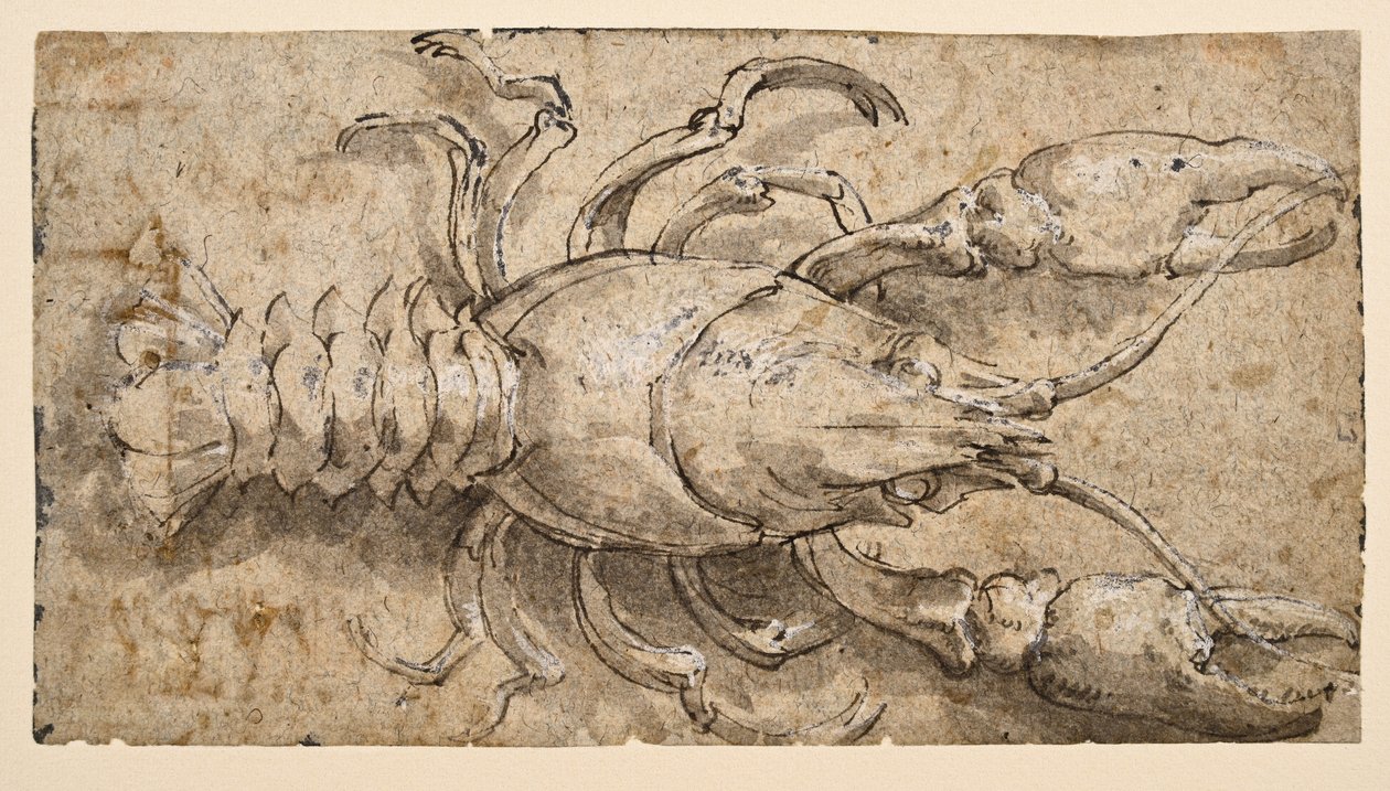 cangrejo de río (anverso) de Parmigianino