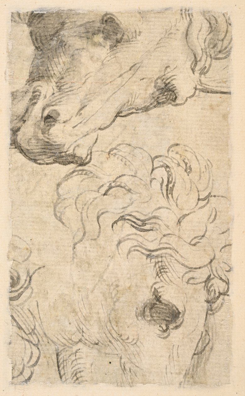 Dos estudios de cabezas de caballos (fragmento) (verso) de Parmigianino
