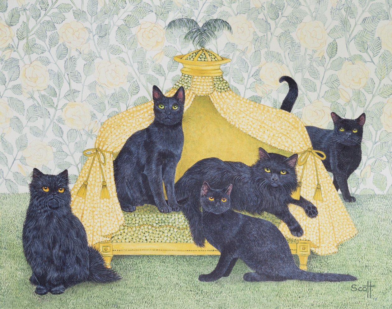 Terciopelo negro de Pat Scott
