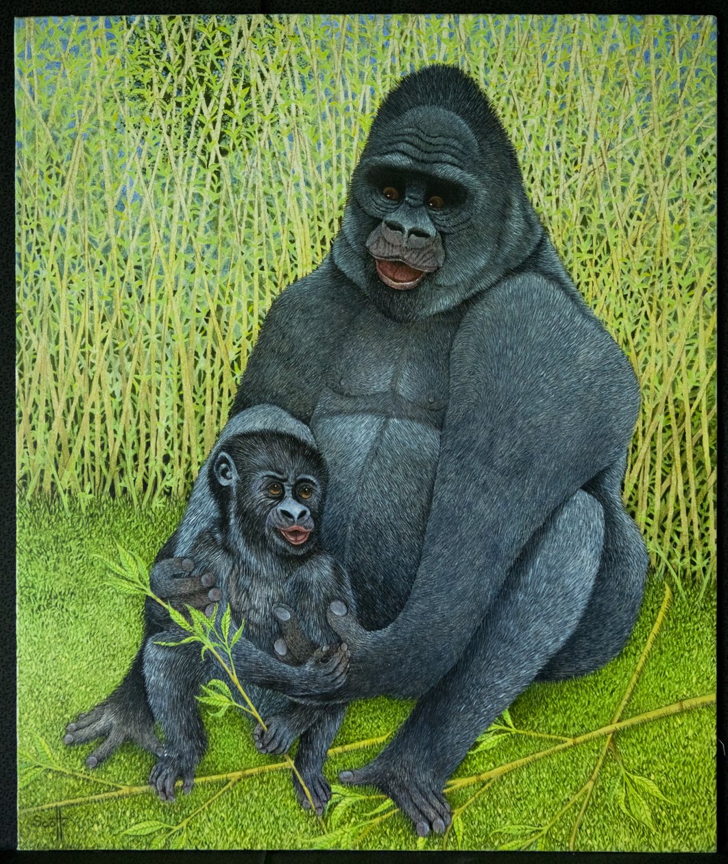 Gorilas de Pat Scott