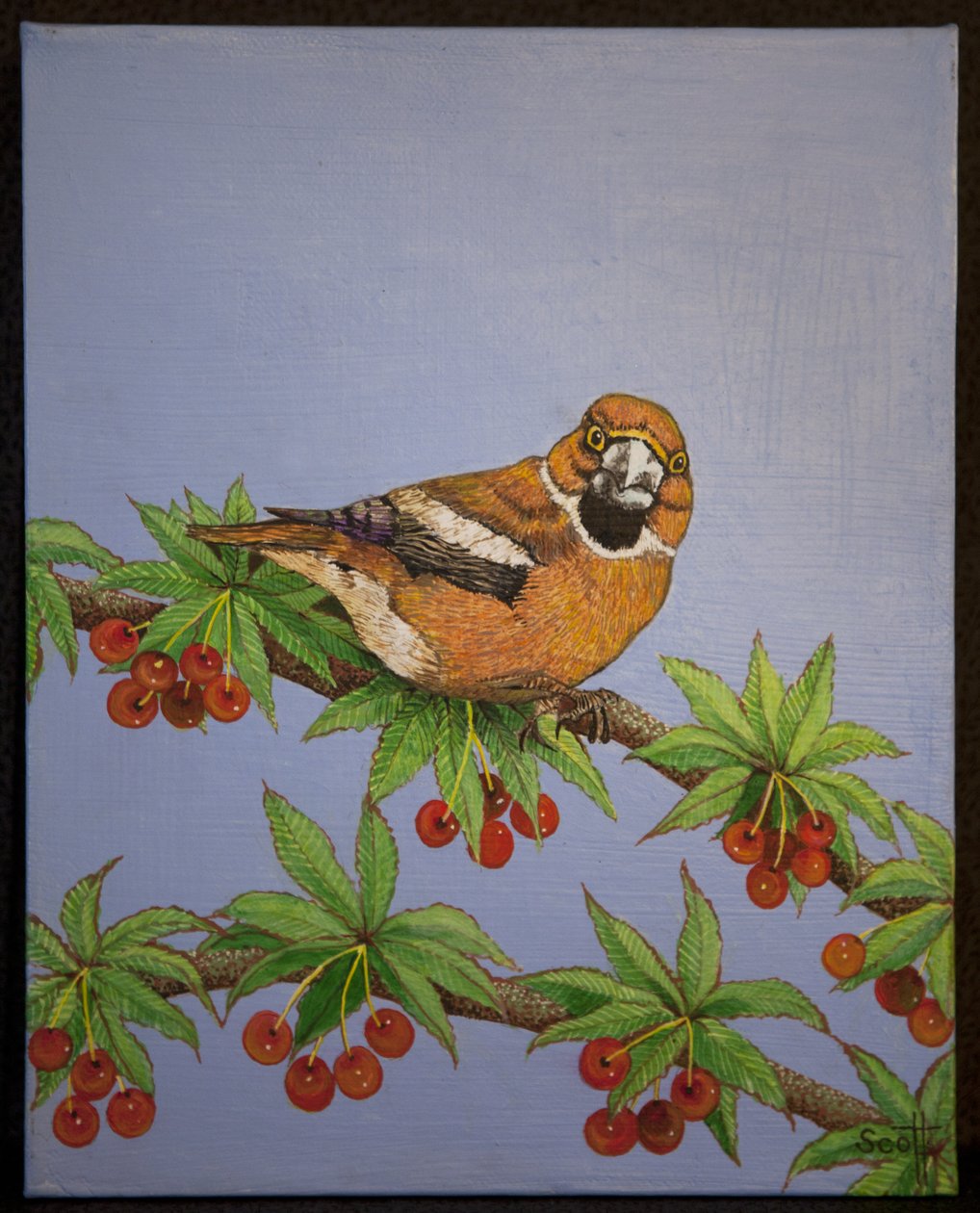 Picogordo, 2016 de Pat Scott