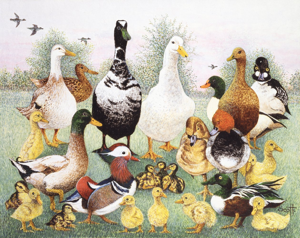 Hola Patos de Pat Scott