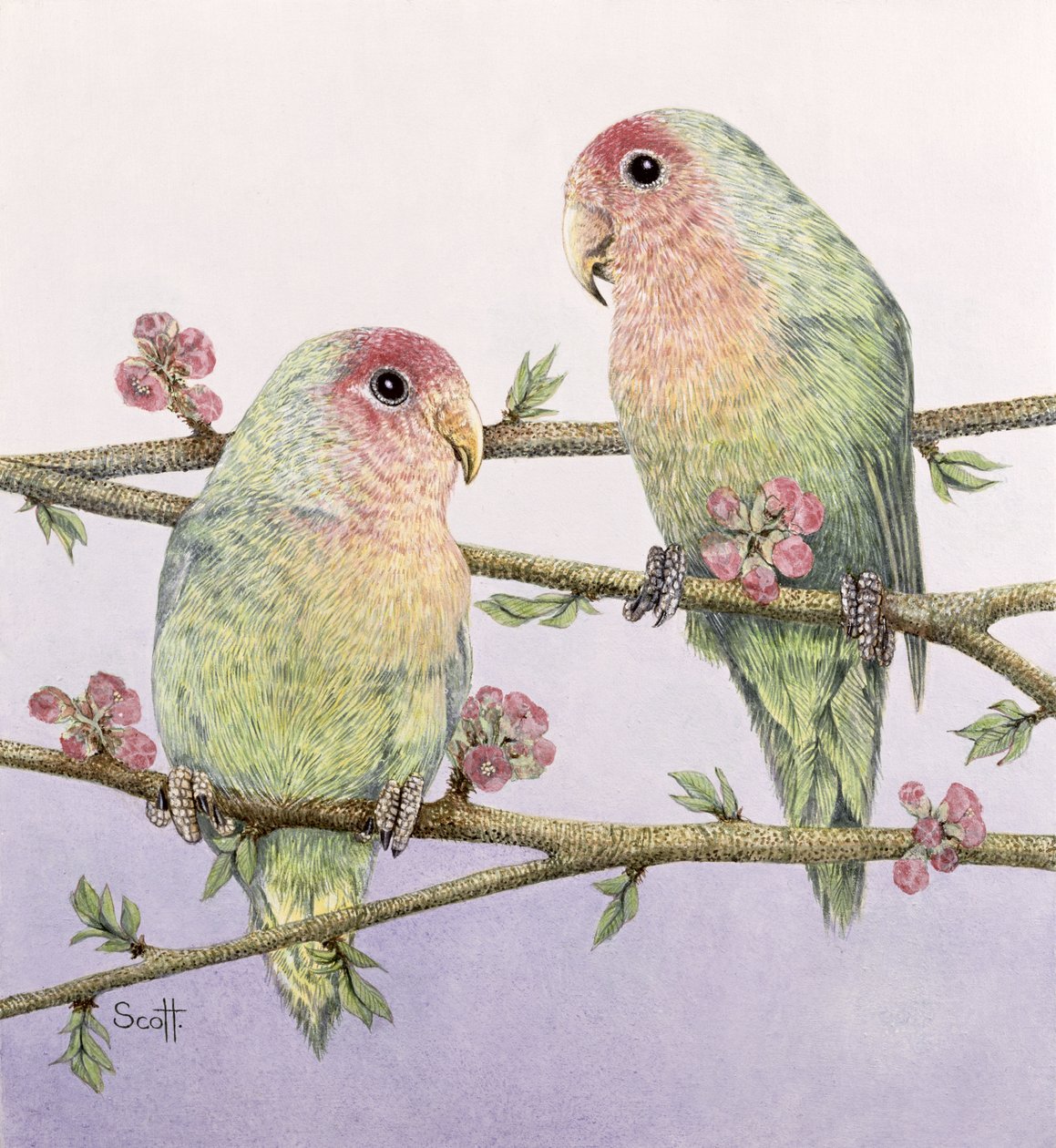 Pájaros del amor de Pat Scott