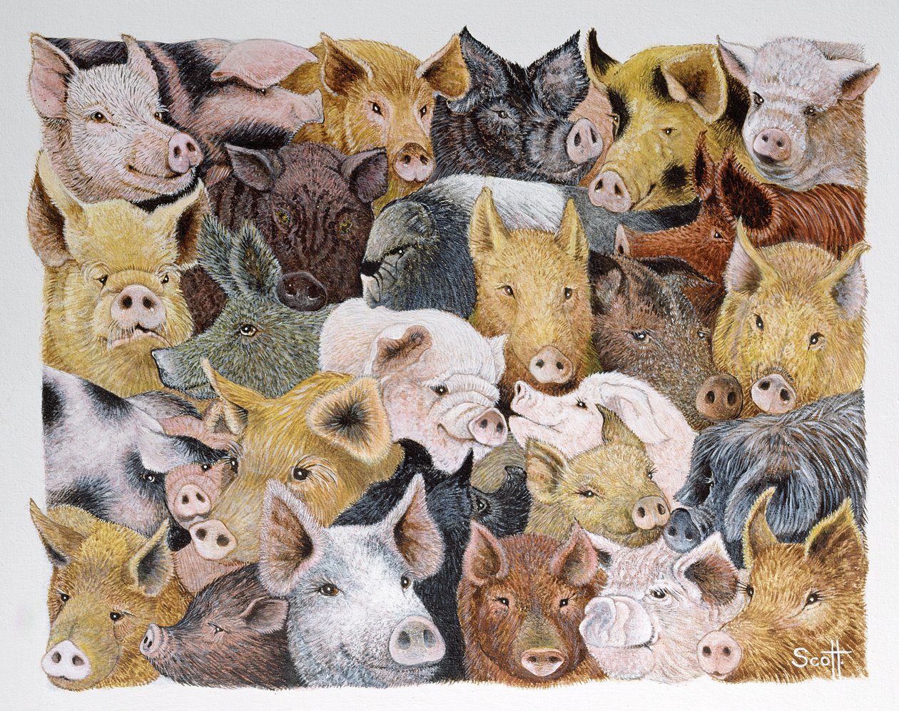 Pigs Galore (acrílico sobre percal) de Pat Scott