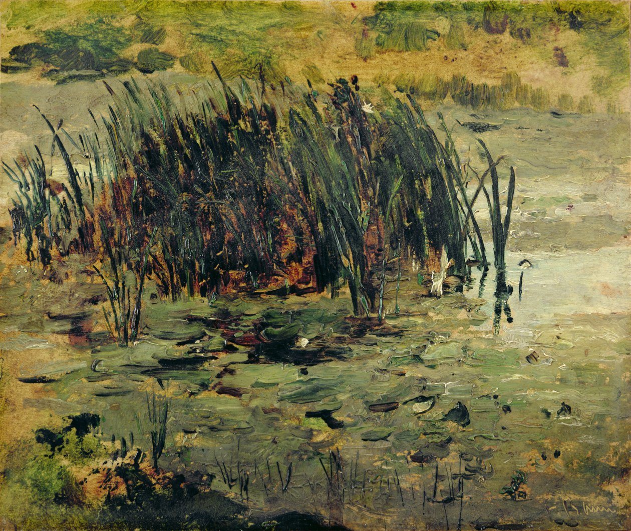 Juncos en agua poco profunda de Paul Baum