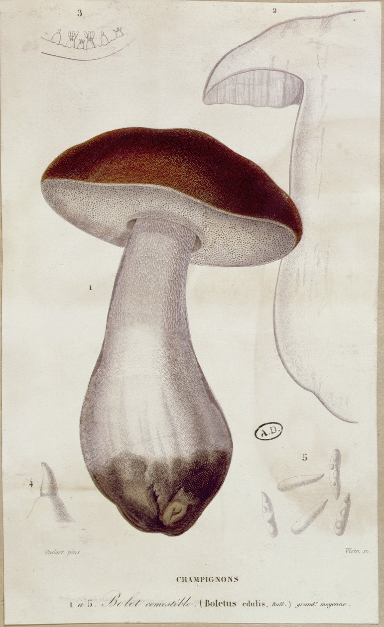 Boletus edulis, ilustración para una edición de 