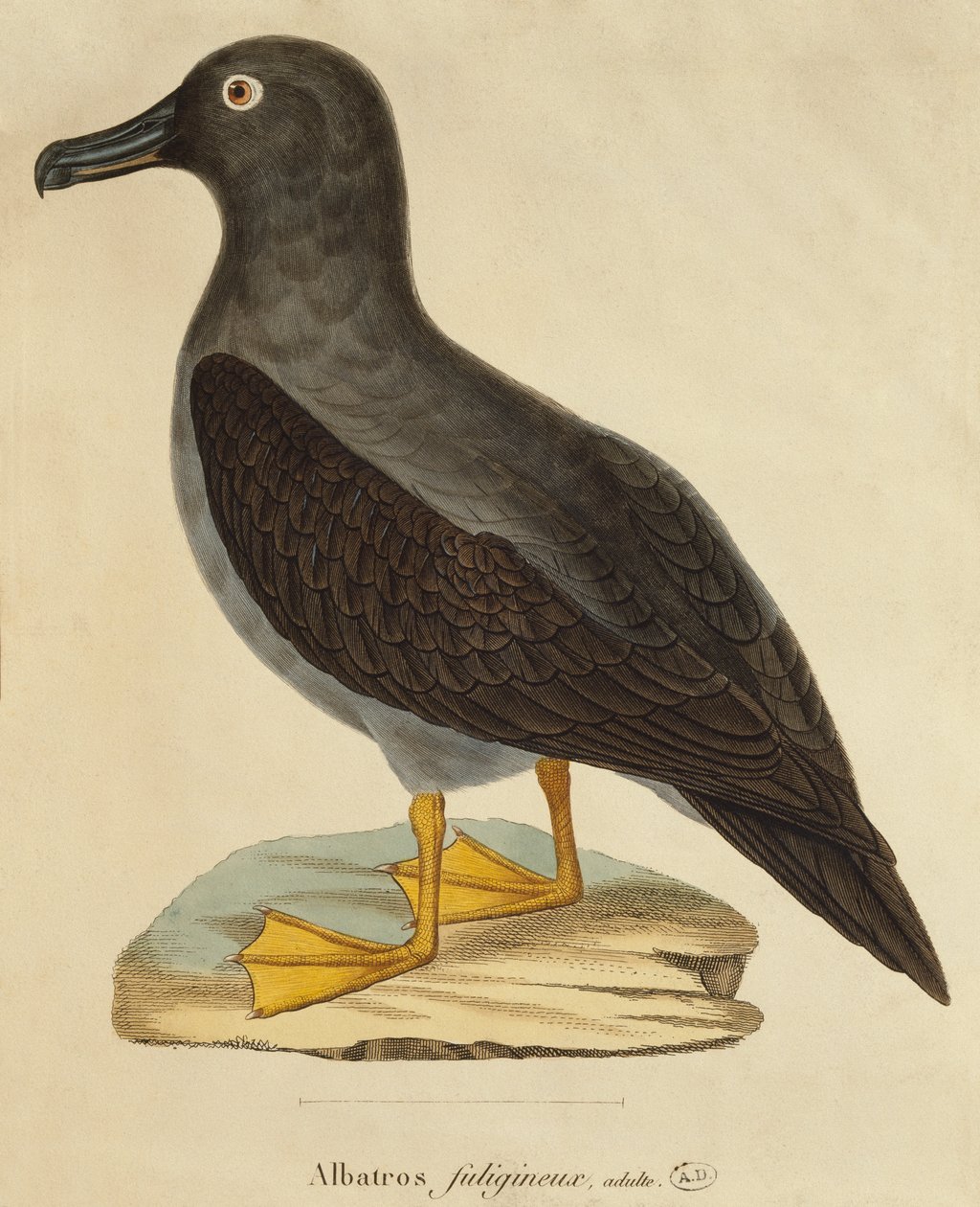 Albatros tiznado de Paul Louis Oudart
