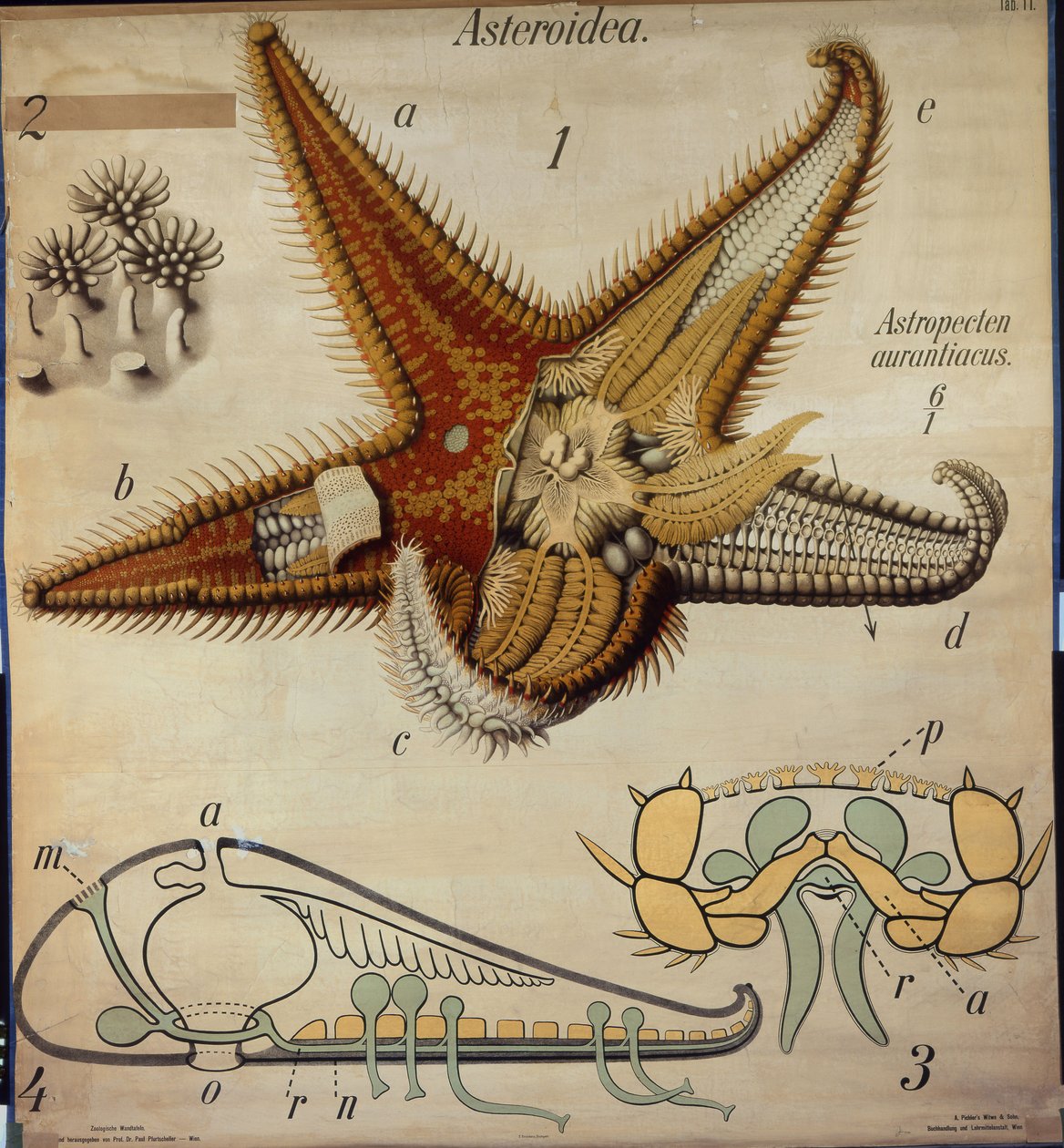 Astropecten, No. 11, Cartel Zoológico de Pfurtscheller de Paul Pfurtscheller