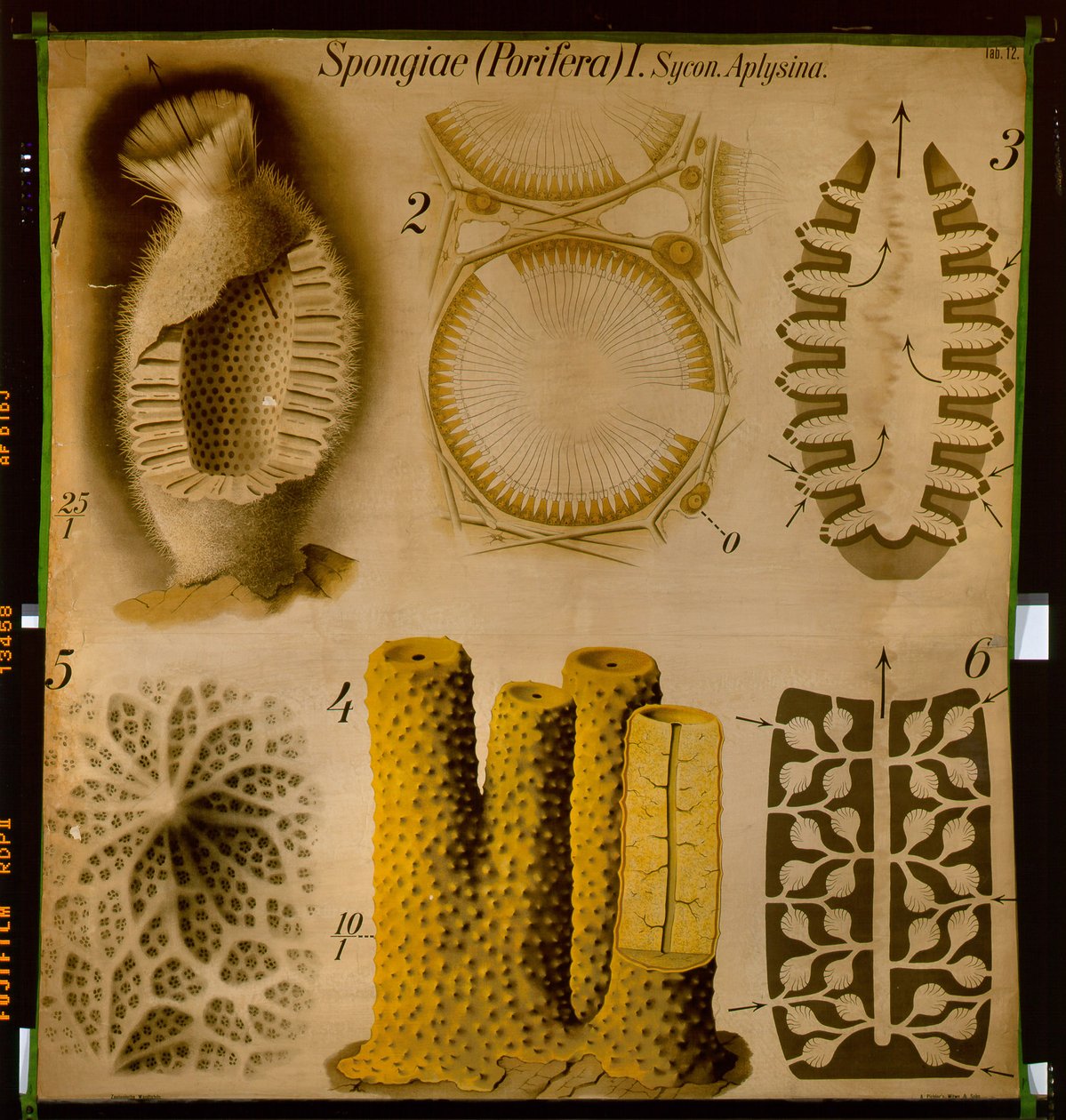 Sycon y Aplysina, No.12, Pfurtscheller