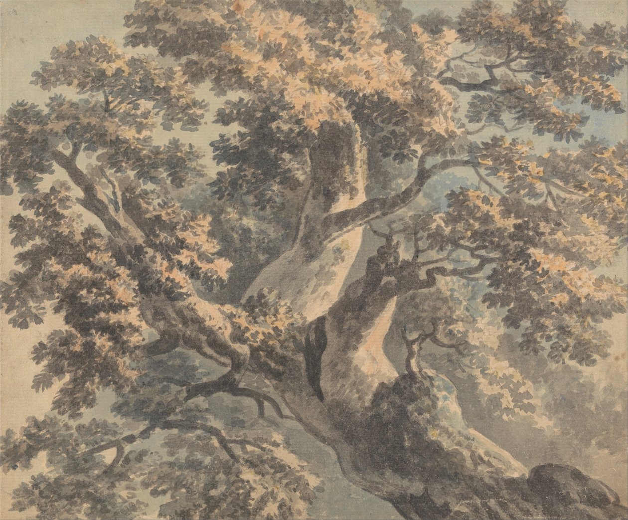 Estudio de un árbol de Paul Sandby
