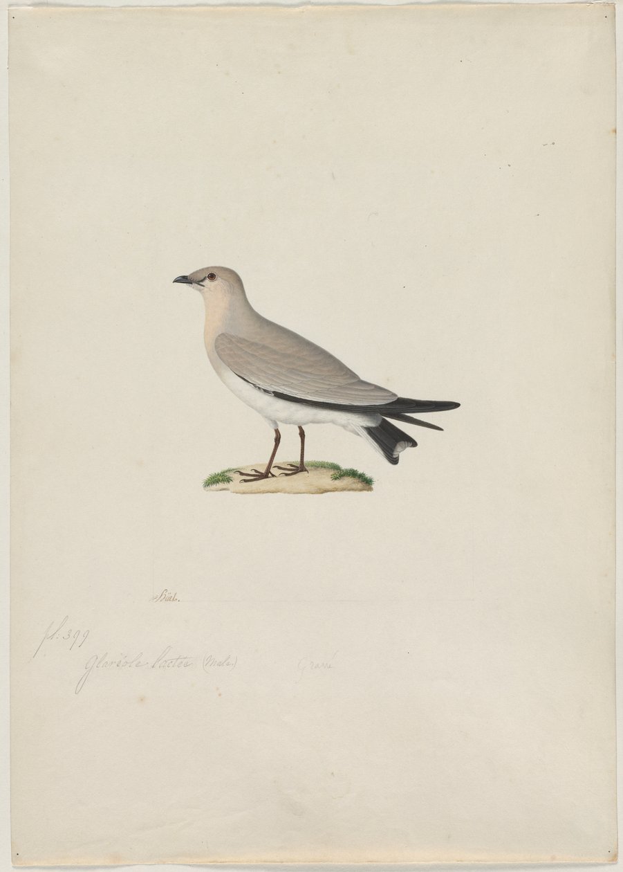 Pequeña Pratincola Glareola lactea, 1800s de Paul Huet