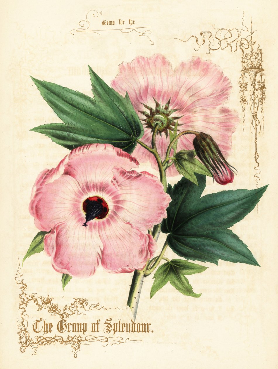 Flores y follaje de hibisco rosa. de Paul Jerrard