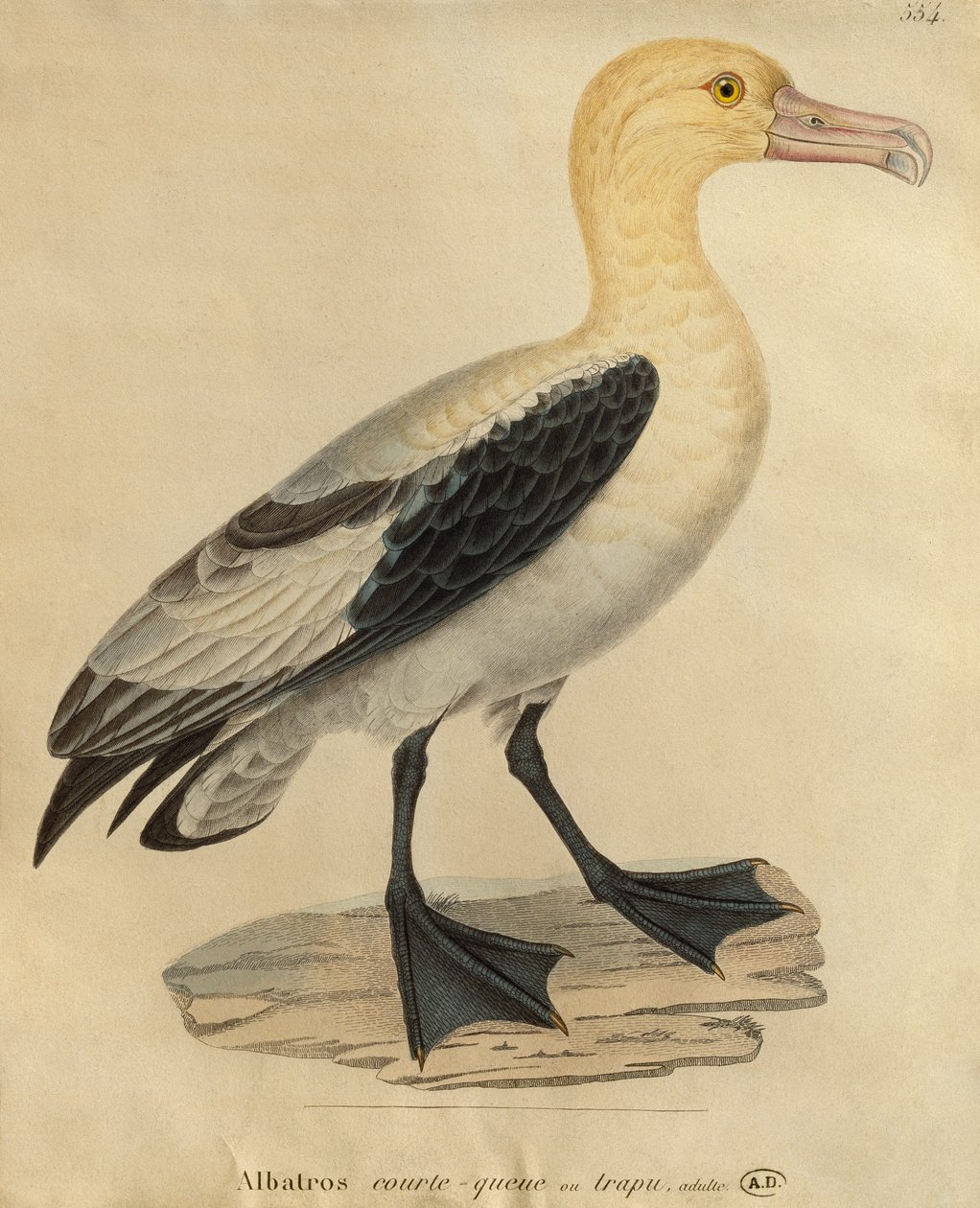 Albatros con una cola corta de Paul Louis Oudart
