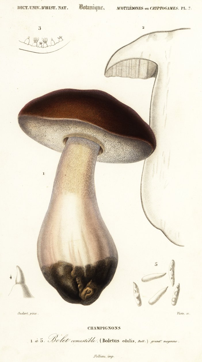 Cep, penny bun, porcino o hongo porcini, Boletus edulis. ,1849 (grabado) de Paul Louis Oudart