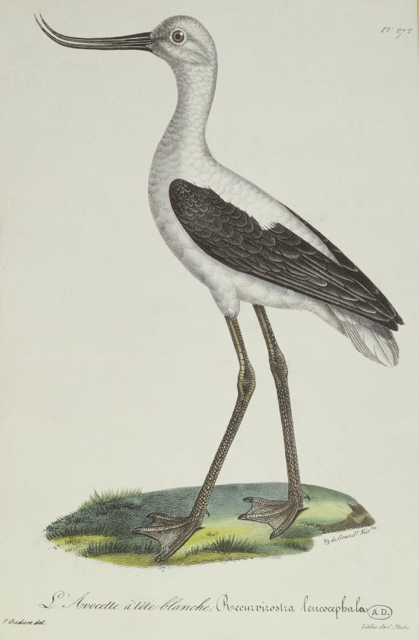 Avoceta de cabeza blanca, principios del siglo XIX de Paul Louis Oudart