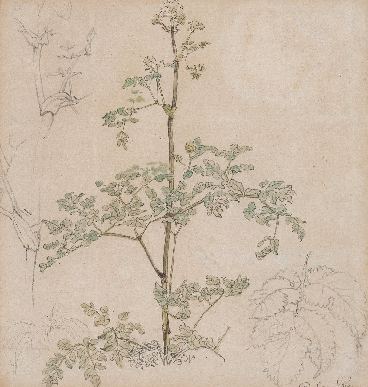 Estudio de perifollo silvestre de Paul Sandby